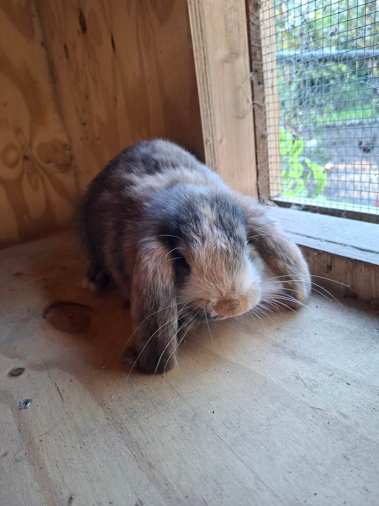 Franse hangoor, Dieren en Toebehoren, Mannelijk, Groot, Hangoor