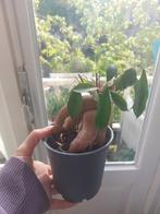 Kleine Ficus Bonsai Kamerplant - Ideaal voor Binnen, Ophalen, Ficus, Halfschaduw, In pot