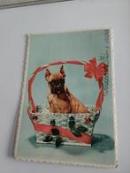 BOXER PUPPY. IN MAND. 1959, Ophalen of Verzenden, 1940 tot 1960, Overige thema's