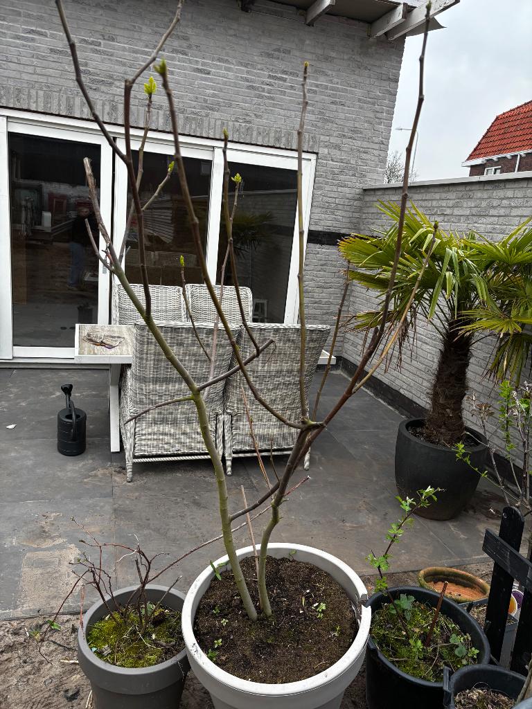 Vijgenboom, Lente, Volle zon, In pot, Ophalen of Verzenden