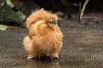 Gezocht 5 jonge dwerg zijdehoender hennen., Dieren en Toebehoren, Pluimvee, Vrouwelijk, Kip