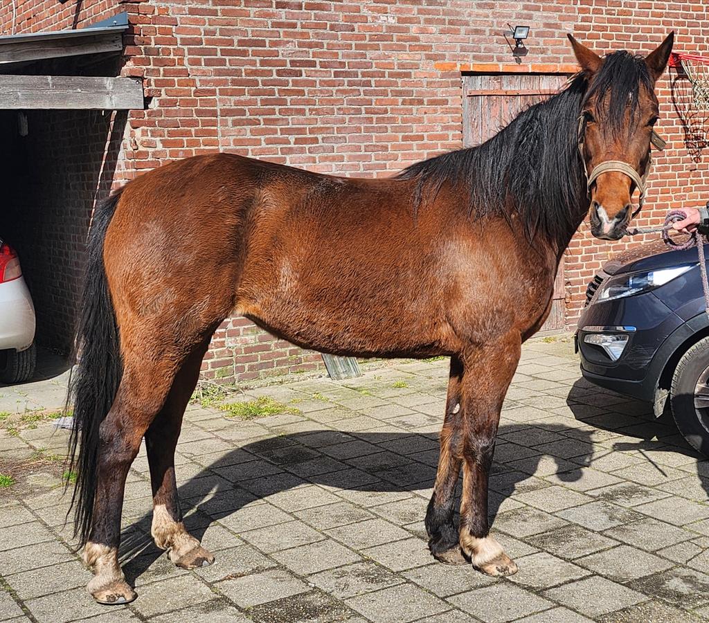Mooie bruine merrie, Dieren en Toebehoren, Paarden, Merrie, Met stamboom, Niet van toepassing, 7 tot 10 jaar