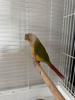 Pyrrhura, Dieren en Toebehoren, Vogels | Parkieten en Papegaaien, Vrouwelijk, Parkiet