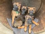 Uniek; Rottweiler-Mechelse x Mechelse, prachtige  pups!, Overige rassen, 8 tot 15 weken, Meerdere, Meerdere dieren