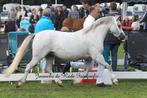 Te koop: 13-jarige merrie – drachtig van top Welsh-hengst, Dieren en Toebehoren, Pony's, Merrie, Met stamboom, A pony (tot 1.17m)