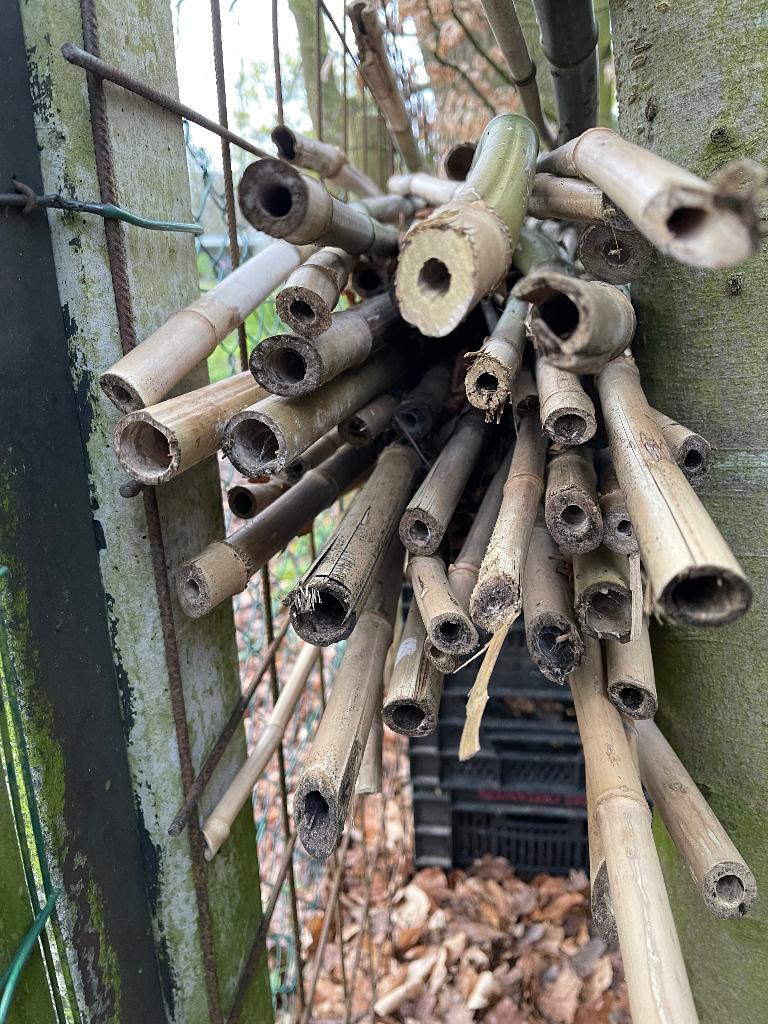 Bamboestokken, Ophalen, Gebruikt, 250 cm of meer, Palen