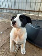 MENSGERICHTE PUPS, KLEINE MIDDEMAATJES, IN ASIEL, Dieren en Toebehoren, Honden | Niet-rashonden, Particulier, 15 weken tot 1 jaar