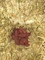 Husky dumbo Rittens, Dieren en Toebehoren, Rat, Maart, Geslacht onbekend, Tam