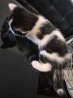 Kittens, Meerdere dieren, Kortharig, 0 tot 2 jaar