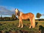 Super mooie 3 jarige haflinger ruin, Ruin, Dressuurpaard, Ontwormd, 3 tot 6 jaar