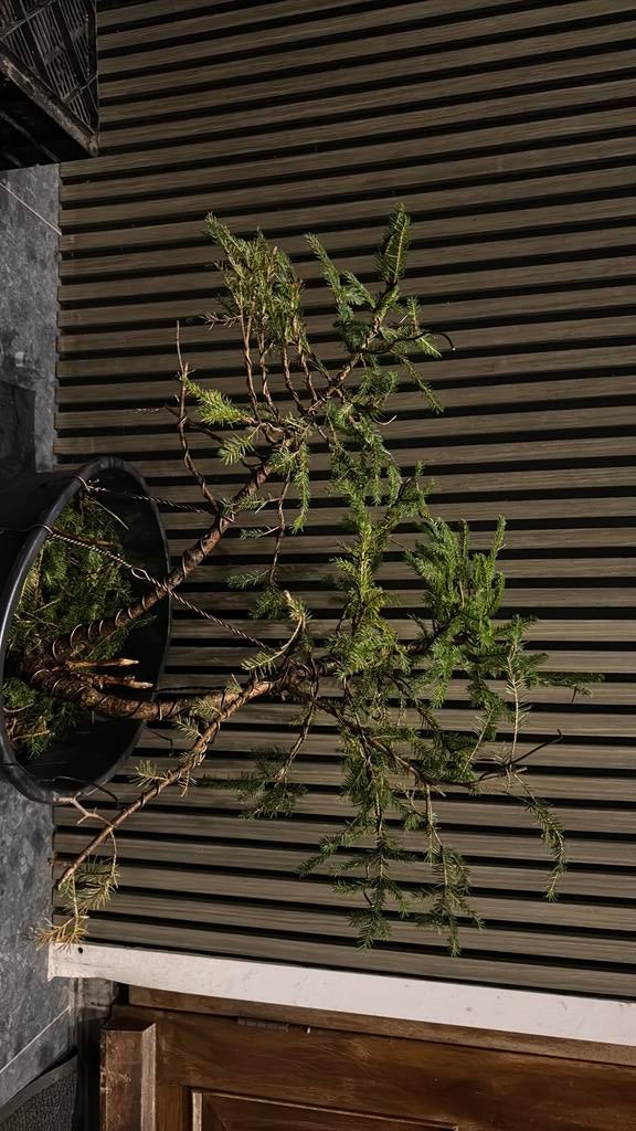 Bonsai Yamadori Picea, Ophalen, Bloeit niet, Halfschaduw, Overige soorten