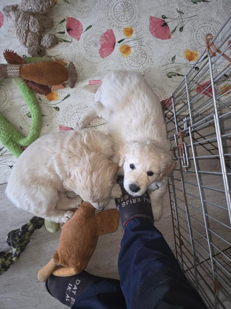Super lieve knuffel maatjes, Dieren en Toebehoren, Honden | Retrievers, Spaniëls en Waterhonden, Golden retriever, Parvo, Reu