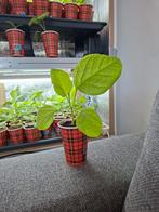 Boulanger (Surinaamse Aubergineplant )-  moestuin, Ophalen of Verzenden, Eenjarig, Groenteplanten, Volle zon