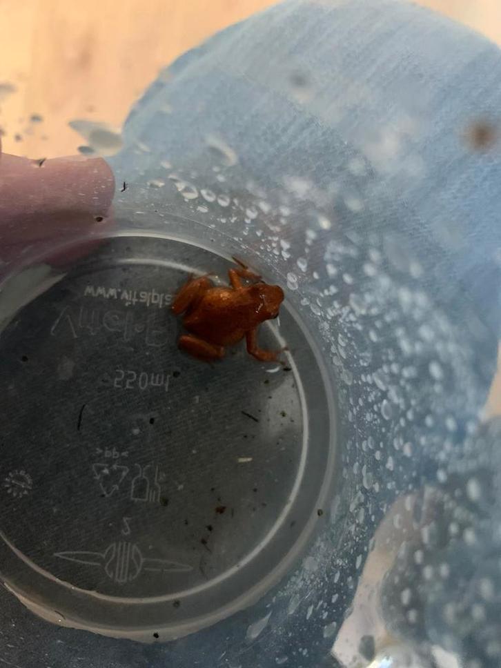 Gifkikkers Frog - unknown for sale from Charmaine