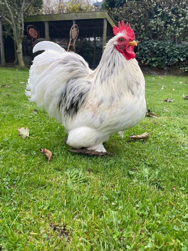 Haan Cochinkriel gratis af te halen, Dieren en Toebehoren, Mannelijk, Kip
