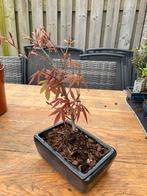 Acer palmatum 'Atropurpureum' in bonsai pot, Overige soorten, Vaste plant, Ophalen of Verzenden, Halfschaduw