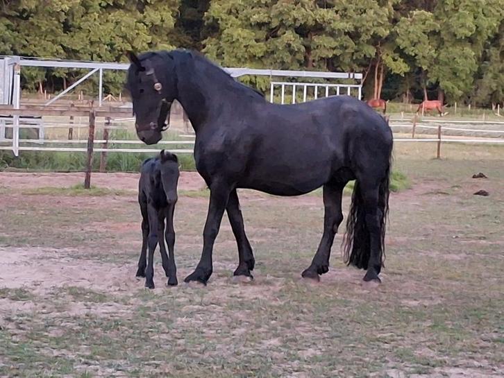 Te koop Friese ster merrie, Dieren en Toebehoren, Paarden en Pony's | Dekhengsten en Fokmerries, Merrie