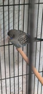 Blackface kanssplit blackwing, Meerdere dieren, Parkiet