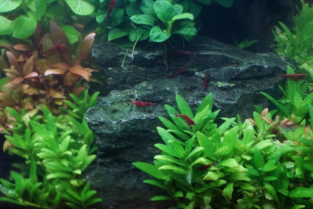 Vuurgarnalen - Red cherry shrimps, Kreeft, Krab of Garnaal, Zoetwatervis