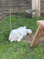 NHD dwerg hangoor konijn, Dieren en Toebehoren, Konijnen, Mannelijk, Dwerg, Hangoor