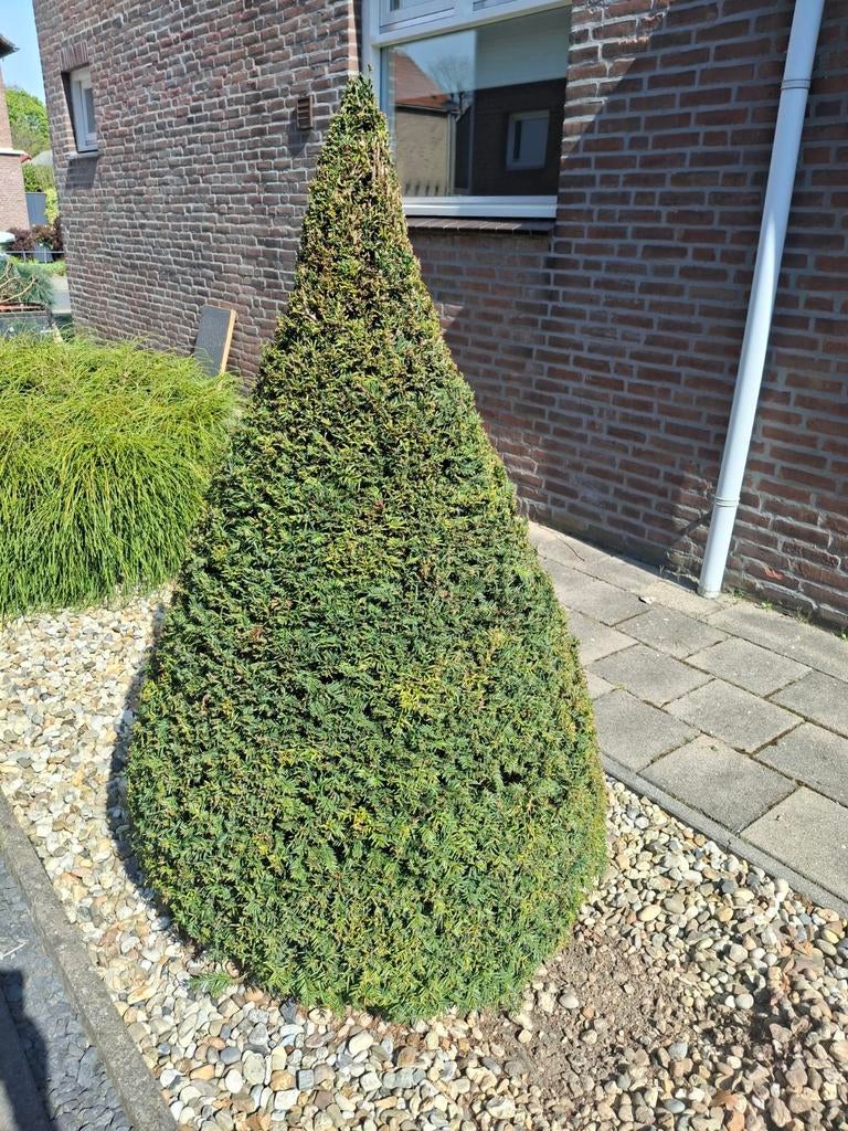 Taxus Baccata Piramide - Winterharde Conifeer, Ophalen