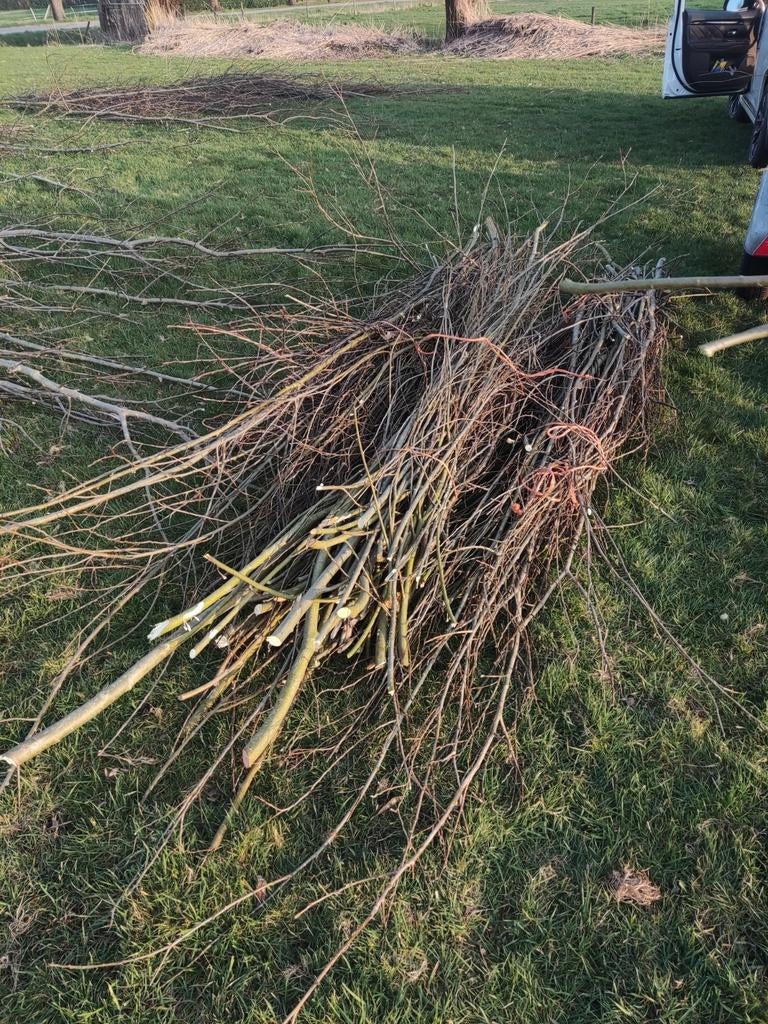 Verse wilgentakken voor diverse projecten, Volle zon, Vaste plant, Bloeit niet, Ophalen