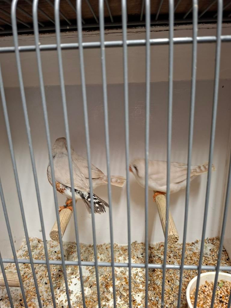 Zebravinken, Dieren en Toebehoren, Vogels | Overige Vogels, Meerdere dieren