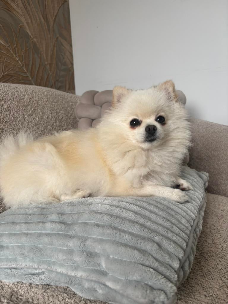 Zal ik op jouw Pommeriaan of chihuahua letten?  (Pomeranian), Ophalen of Verzenden, Nieuw