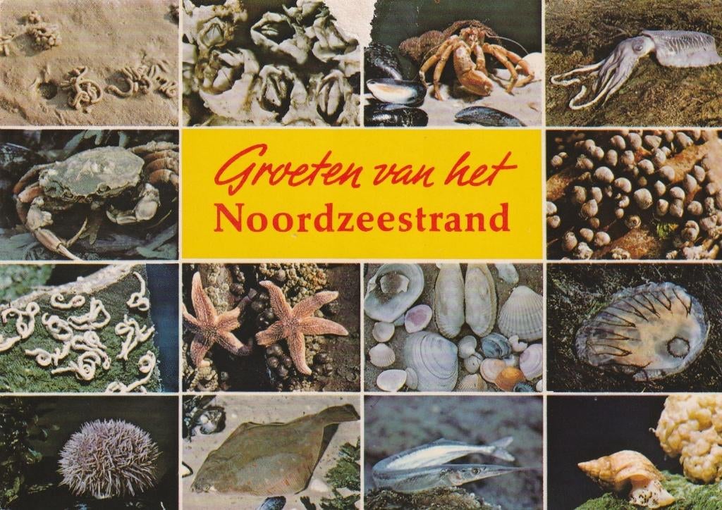 NOORDZEE Fauna, Verzamelen, Verzenden, 1980 tot heden, Gelopen, Zuid-Holland