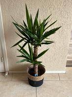 Mooie grote “Yucca” in superleuke mand ( 1.01 cm), Ophalen, 100 tot 150 cm, Halfschaduw, In pot