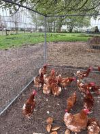 Bruine kippen, Vrouwelijk, Kip