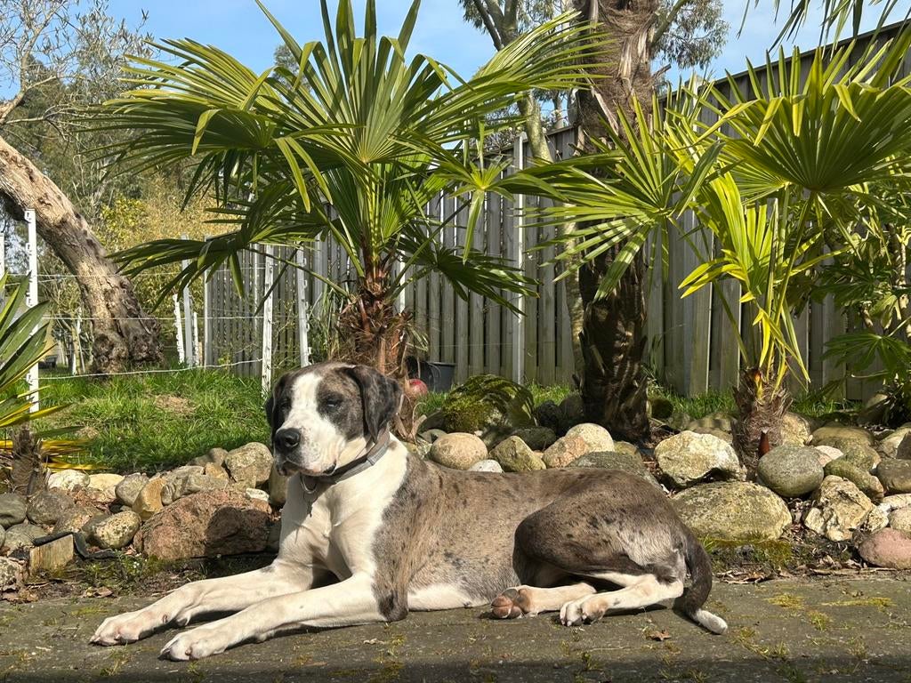 Duitse dog Dekreu gezocht, Reu, 1 tot 2 jaar, Eén hond, Nederland