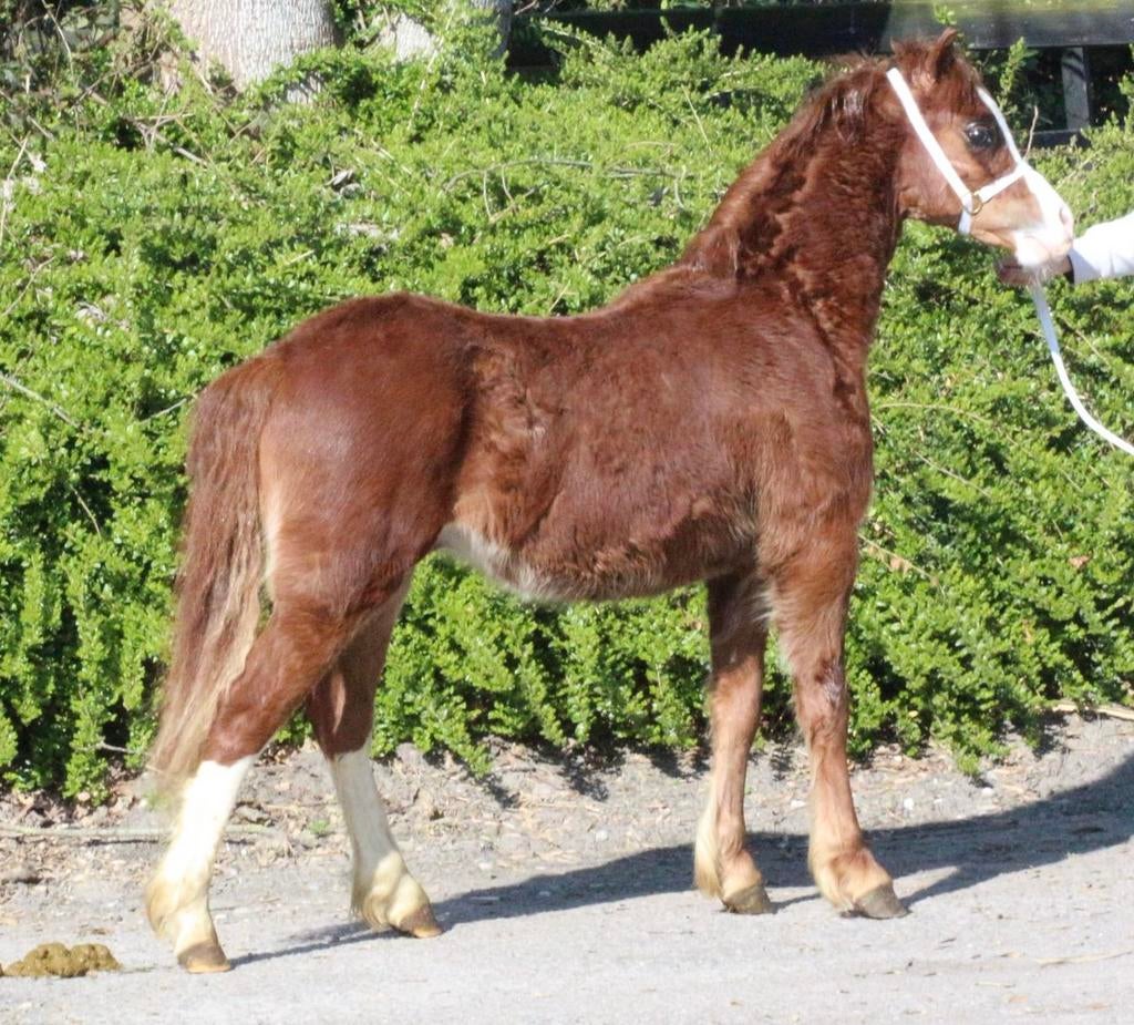 Drie mooie Welsh A & B jaarling hengsten, Met stamboom, 0 tot 2 jaar, Hengst, B pony (1.17m tot 1.27m)