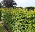 Beukenhaag Fagus Sylvatica, Ophalen of Verzenden, Beukenhaag, 100 tot 250 cm