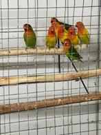 Diverse jonge fischeri’s en personata’s te koop, Meerdere dieren, Dwergpapegaai of Agapornis, Tam