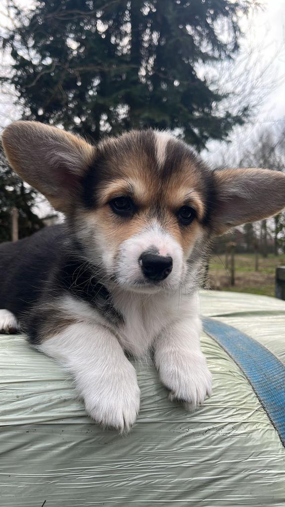 Enkele Welsh Corgi Pembrokepups met Stamboom, Dieren en Toebehoren, Honden | Herdershonden en Veedrijvers, Parvo, Reu, 8 tot 15 weken