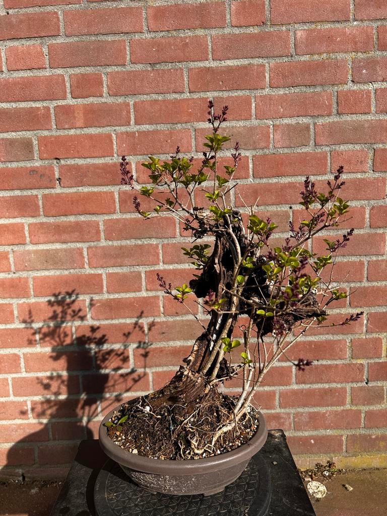 Syringa tanuki bonsai, Volle zon, Vaste plant, Lente, Ophalen