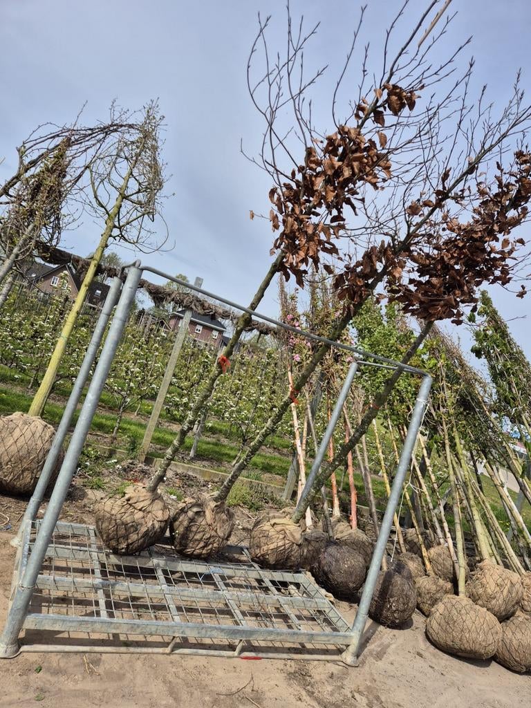 Fagus sylvatica 'Atropunicea' (rode beukenboom) 🍁, Tuin en Terras, Ophalen, Bloeit niet, Halfschaduw, Overige soorten