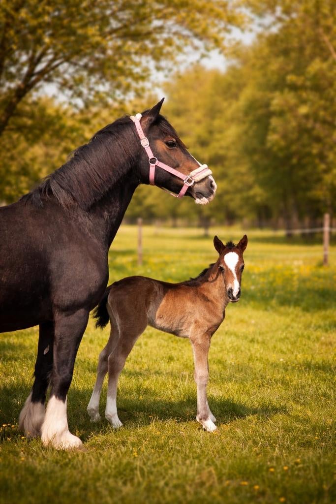 Spoed spoed weiland, Ophalen of Verzenden, Overige soorten