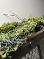 Kunst mos twijg tak landelijk,sober, Nieuw, Ophalen of Verzenden, X, X