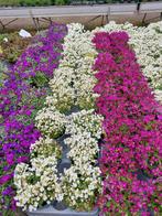 Diverse vaste planten in 12 cm pot, Ophalen, Overige soorten, Volle zon