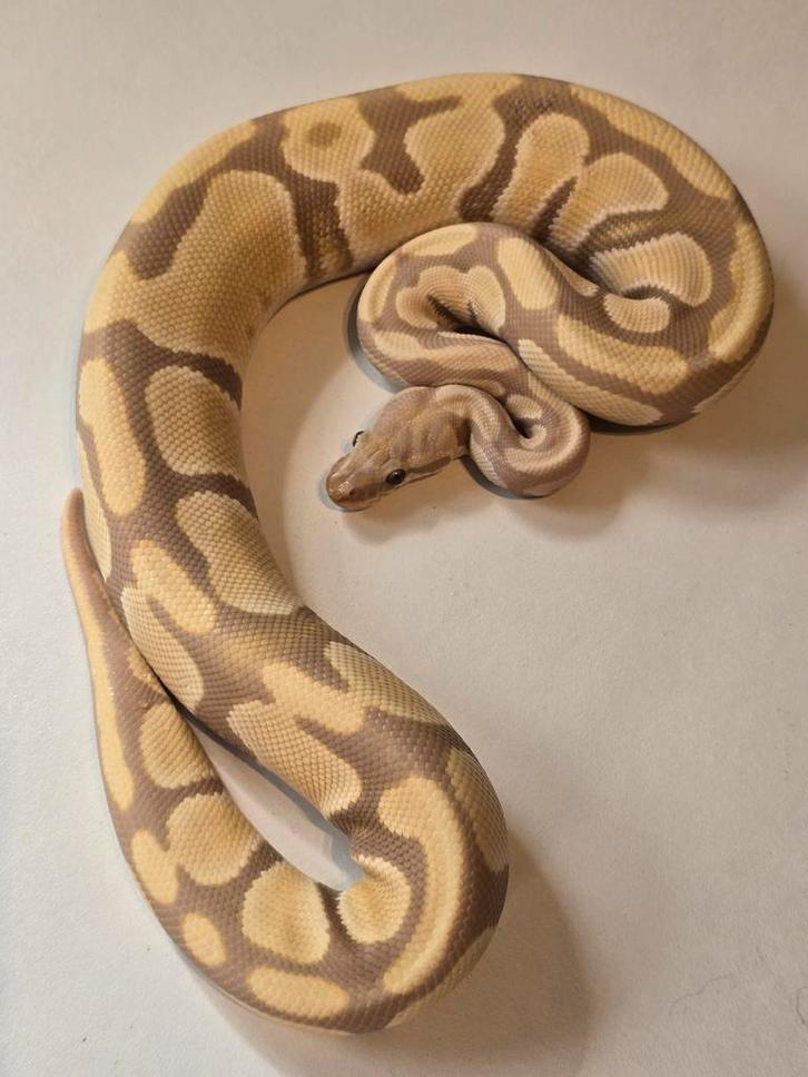 0.1 candy het pied ball python Ball Python - female for sale from martijn