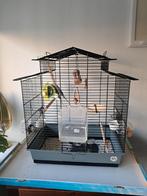 Parkieten, Meerdere dieren, Parkiet