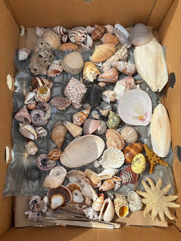 Mooie collectie schelpen en zeesterren, Verzamelen, Ophalen of Verzenden, Schelp(en)