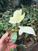 Philodendron Florida Ghost - 12 cm pot, Huis en Inrichting, Kamerplanten, Overige soorten, In pot, Minder dan 100 cm, Groene kamerplant