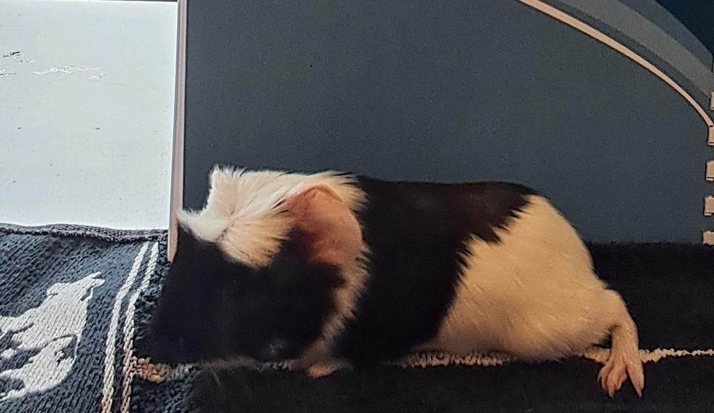 Beertje cavia Engels gekruind. Bijna tam, Dieren en Toebehoren, Knaagdieren, Mannelijk, Tam, Maart, Cavia