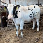 Drie blauwe pinken, Dieren en Toebehoren, Runderen, Vrouwelijk, 0 tot 2 jaar