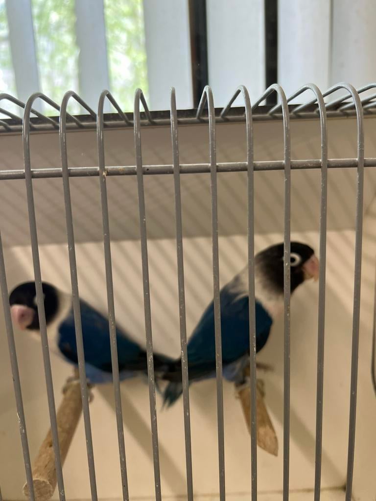 Personata’s te koop, Dieren en Toebehoren, Vogels | Parkieten en Papegaaien, Vrouwelijk, Dwergpapegaai of Agapornis, Geringd