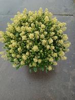 Skimmia, Tweejarig, Halfschaduw, Lente, Ophalen