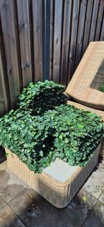 50 kunst Hedera planten 50x24cm, Ophalen, Bloeit niet, Klimplanten, Halfschaduw